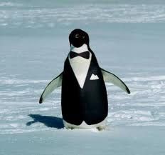 Immagine profilo di pinguinopallin0